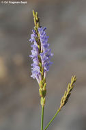 Image of Lavandula coronopifolia Poir.