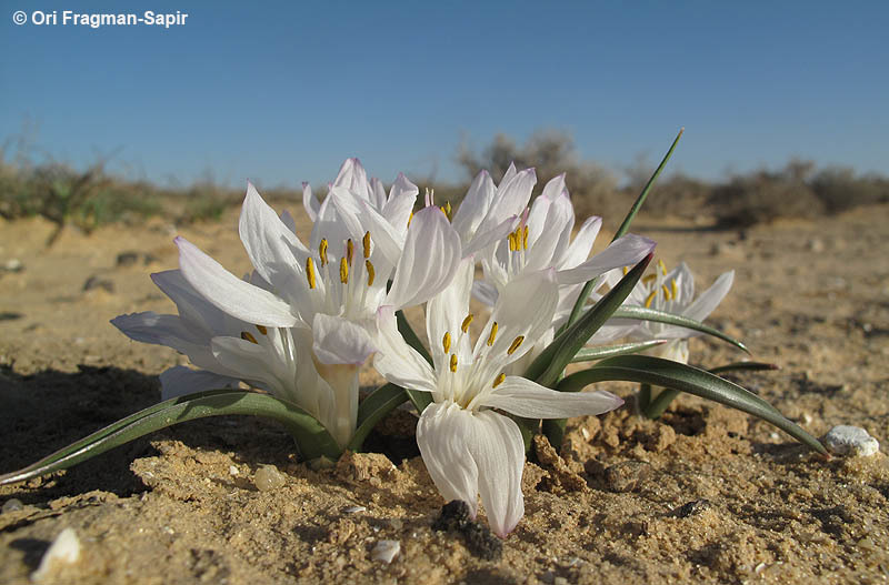 Image of Colchicum ritchii R. Br.