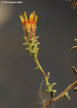 صورة Chiliadenus montanus (Vahl) Brullo