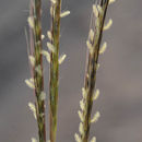 Image de Dichanthium foveolatum (Delile) Roberty