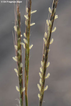 Imagem de Dichanthium foveolatum (Delile) Roberty