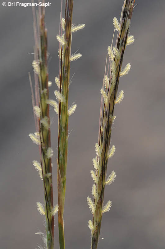 Plancia ëd Dichanthium foveolatum (Delile) Roberty