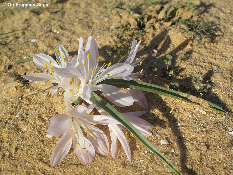 Image of Colchicum ritchii R. Br.