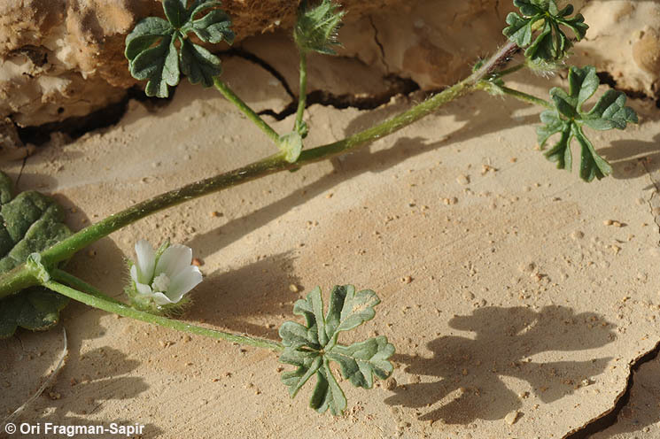 Image de <i>Althaea ludwigii</i>