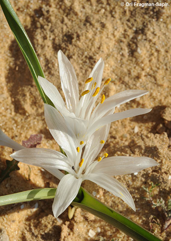 Image of Colchicum ritchii R. Br.