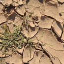 Image of Lepidium aucheri Boiss.