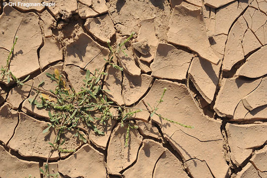 Image of Lepidium aucheri Boiss.