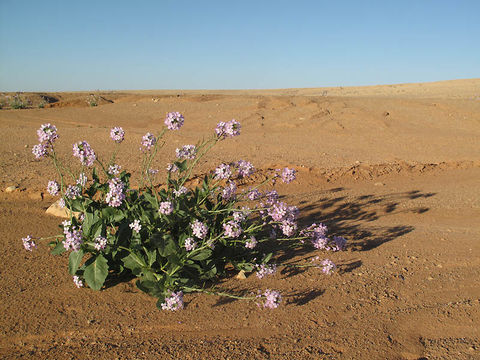 Image of Diplotaxis acris (Forssk.) Boiss.