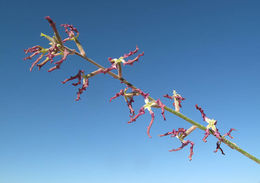 Image of night scented stock