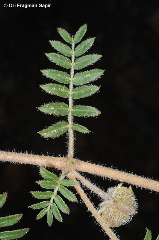 Image of Tribulus pentandrus Forsk.