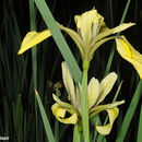 Image of Grant Duff's Iris