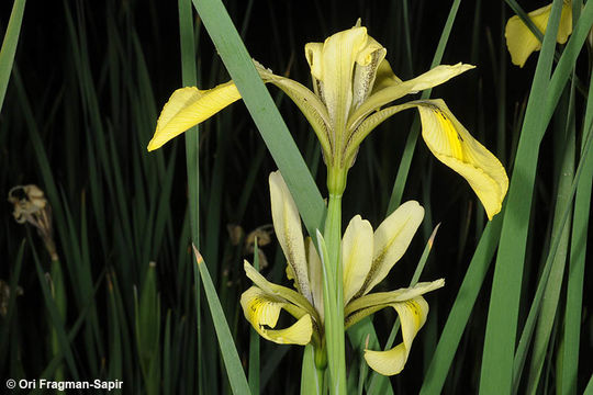 Image of Grant Duff's Iris