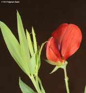 Imagem de Lathyrus pseudocicera Pamp.