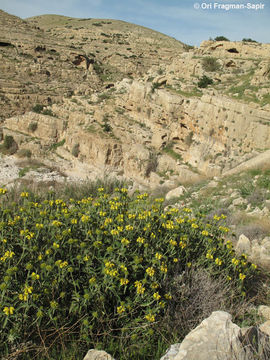 Image of Phlomis platystegia Post