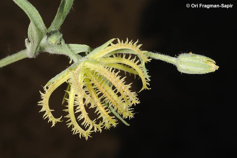 Image de Koelpinia linearis Pall.