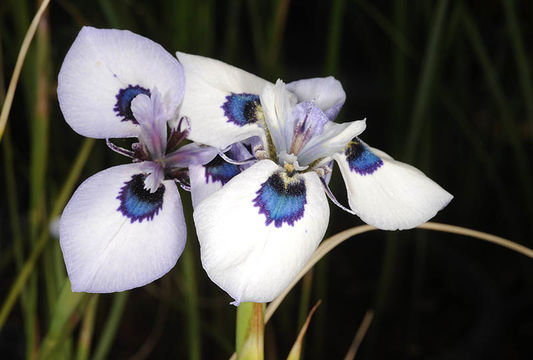 Image of Peacock moraea