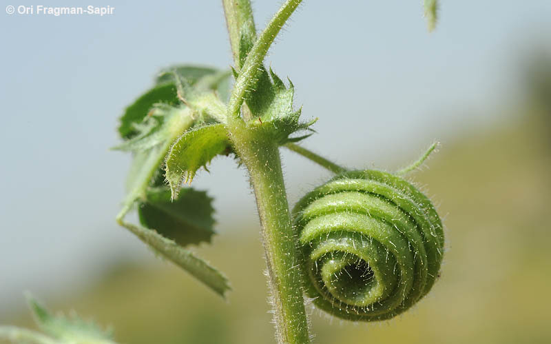 Image of snail medick