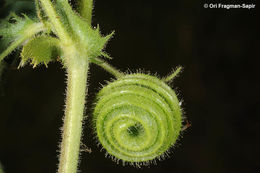 Image of snail medick