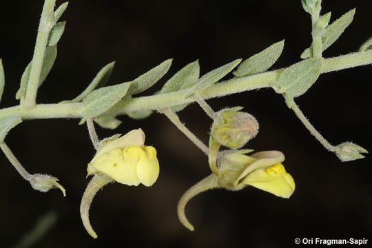 Kickxia aegyptiaca (L.) Nábelek的圖片