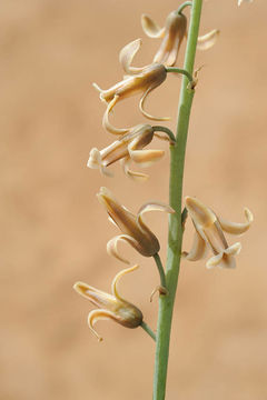 Plancia ëd Dipcadi serotinum (L.) Medik.