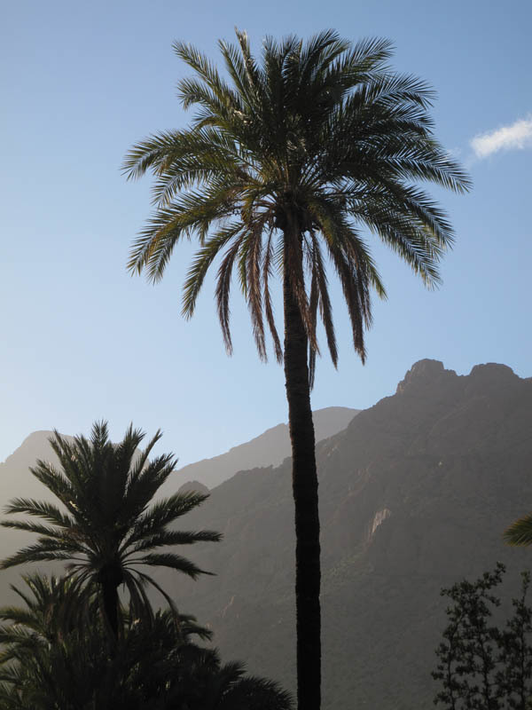 Image of date palm