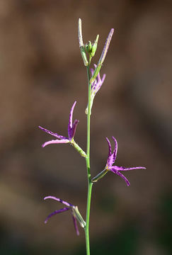 Plancia ëd Matthiola maroccana Coss.