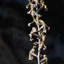 Matthiola fruticulosa (L.) Maire resmi