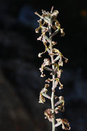 Matthiola fruticulosa (L.) Maire resmi