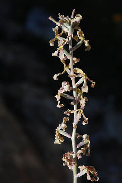 Plancia ëd Matthiola fruticulosa (L.) Maire