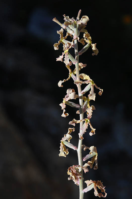 Image de Matthiola fruticulosa (L.) Maire