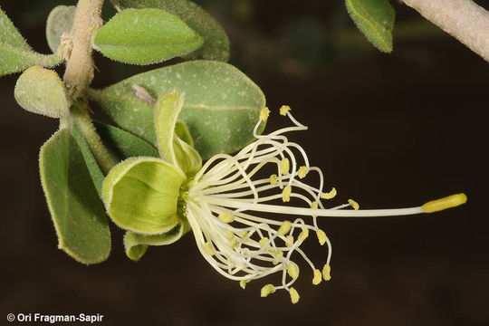 Image of Maerua crassifolia Forsk.