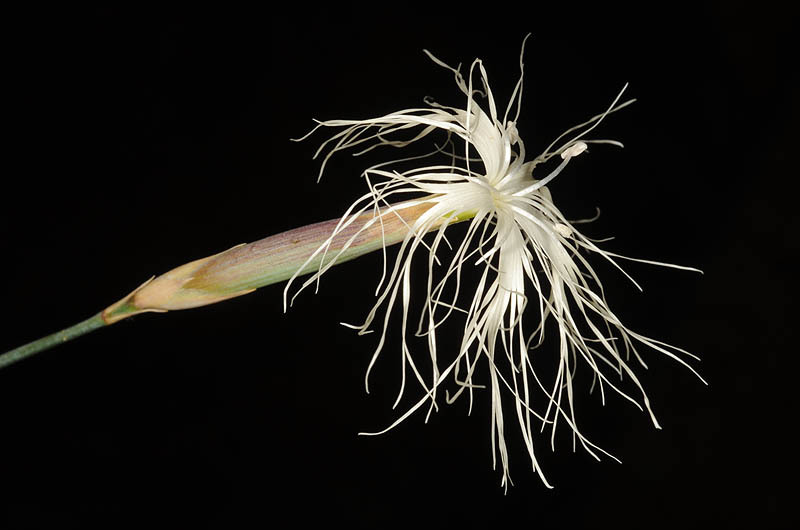 Image of hairy carnation