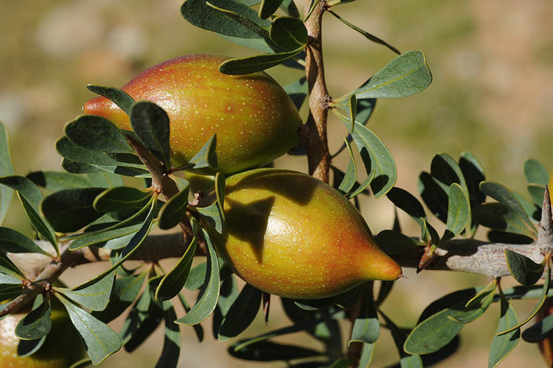 Plancia ëd <i>Argania spinosa</i> (L.) Skeels