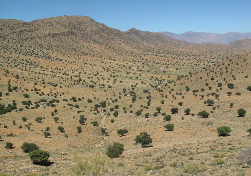 Image of Argan