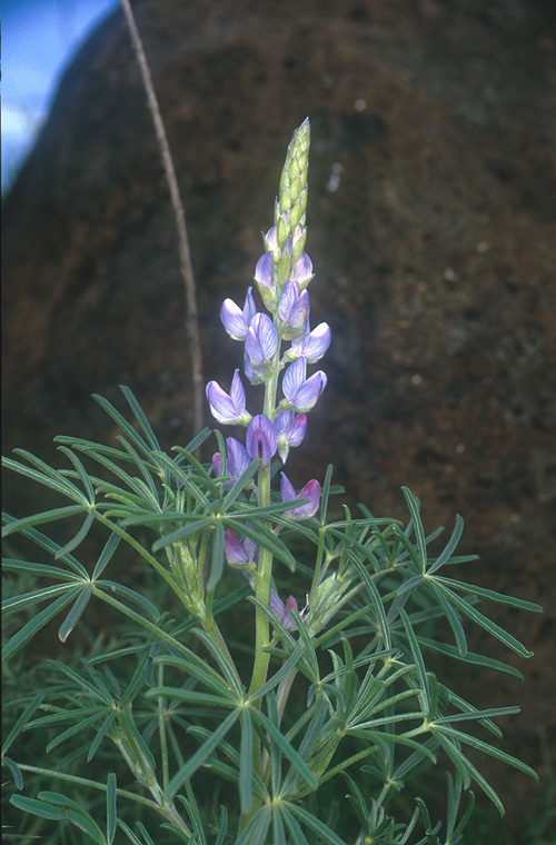 Image of narrowleaf lupine