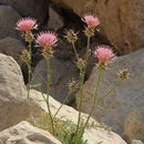 Image of Centaurea eryngioides Lam.