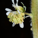 Image of Reseda villosa Coss.