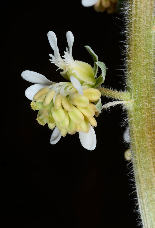 Image of Reseda villosa Coss.