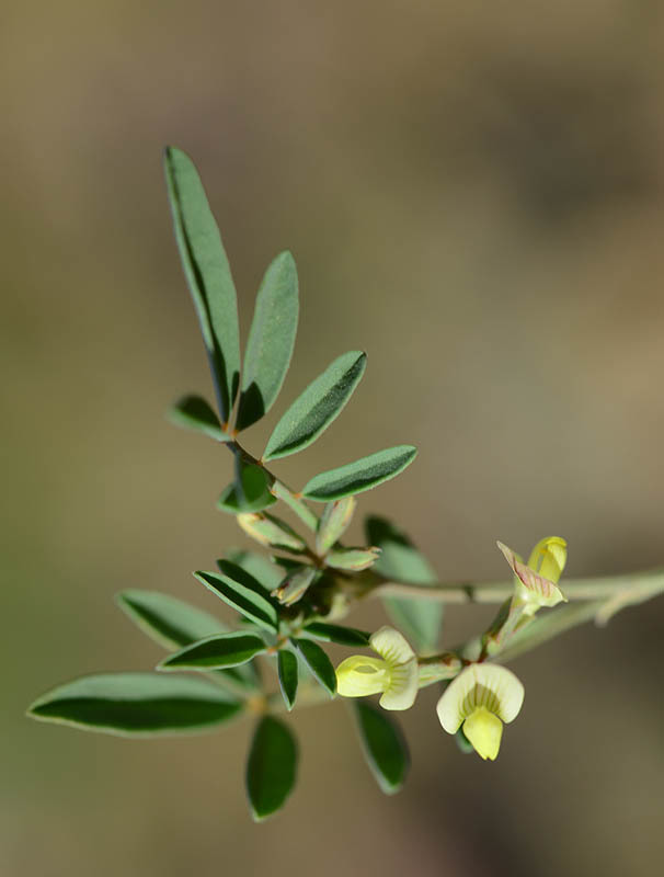 Image of Hippocrepis constricta Kunze