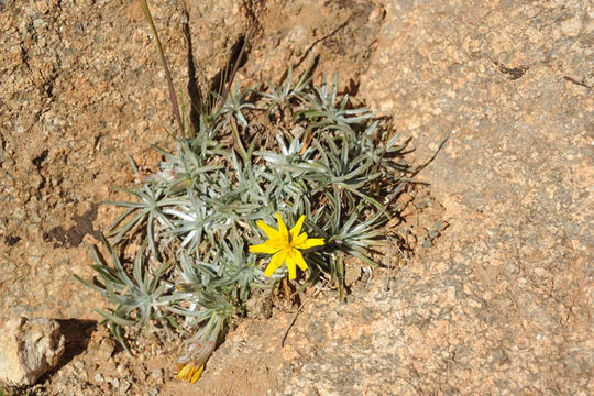 Image of Scorzonera caespitosa Pomel