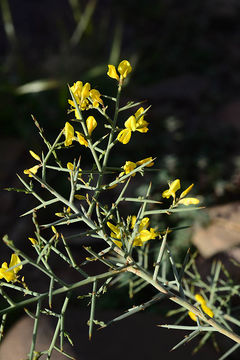 Image of Genista ifniensis Caball.