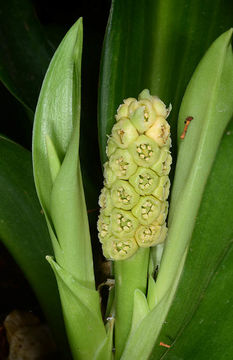 Image of Rohdea japonica (Thunb.) Roth