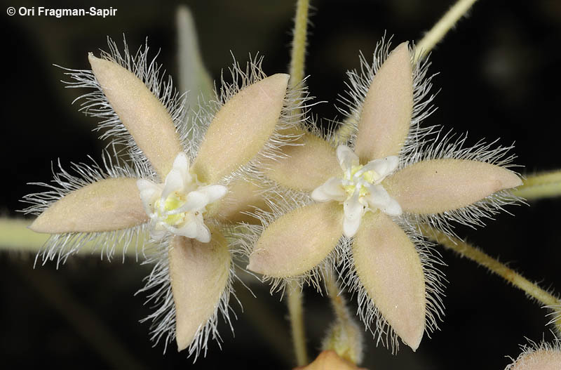 Pergularia tomentosa L. resmi