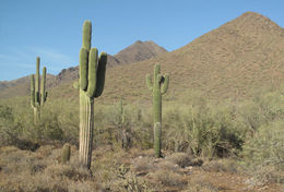 Image of Saguaro Cactus