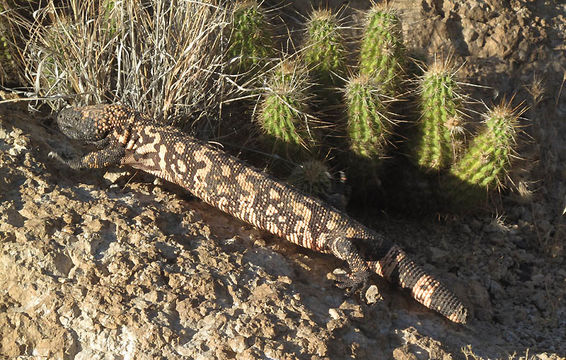 Image of Gila Monster