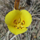 Image of golden mariposa lily