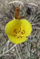 Calochortus aureus S. Watson resmi