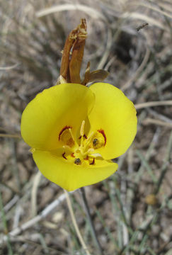 Plancia ëd Calochortus aureus S. Watson