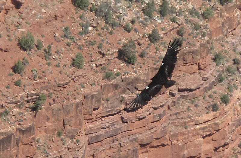 Image of California Condor