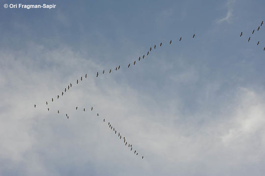 Image of Common Crane